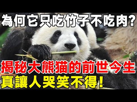 為何它只吃竹子不吃肉？ 揭秘大熊猫的前世今生，真讓人哭笑不得！#科普頻道 #科普