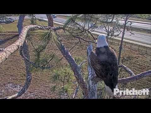 Dad delivers break-fish but makes Eaglets practice self-feeding.