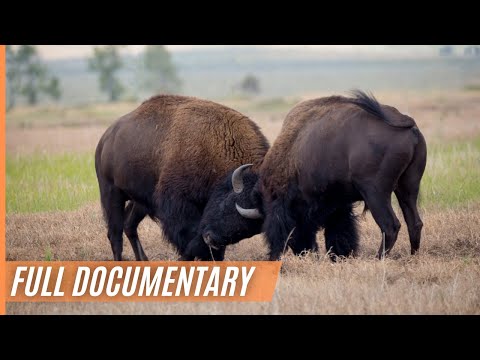 Breathtaking Canada - Bison Fight | Full Episode