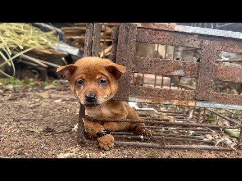 Heartbreaking! Puppy Chained and Locked in an Abandoned House for Days, Urgent Help Needed!