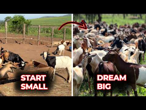 Turn UGX 5M into a Thriving Goat Farm – See What’s Possible!