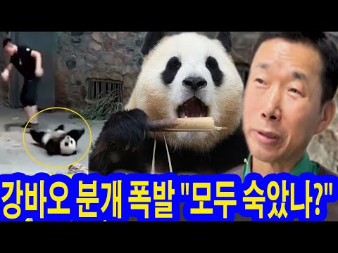 충격! 중국 직원이 푸바오를 공처럼 찬 것을 본 쉬샹 사육사의 냉정하고 무시한 태도를 보였다. 강바오 분개 폭발 "모두 숙았나?" 2000명의 팬들 그 혼랑 상태를 목격했다.