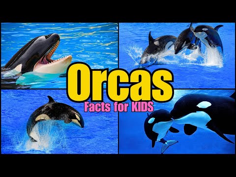 Discover the Fascinating World of Orcas! (FACTS FOR KIDS)