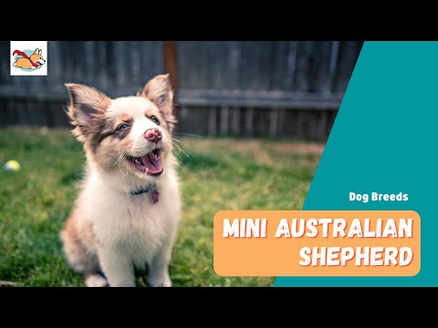 Mini Australian Shepherd: Everything You Need To Know About The Mini Aussie!