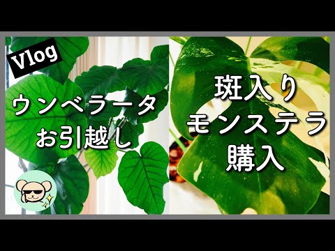 【観葉植物Vlog】ウンベラータの移動 斑入りモンステラ購入 フィッシュボーンカクタス