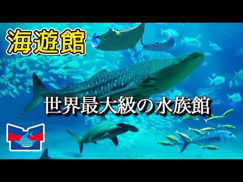 【大阪観光】海遊館の見どころ全てを紹介します。　Osaka aquarium Kaiyukan