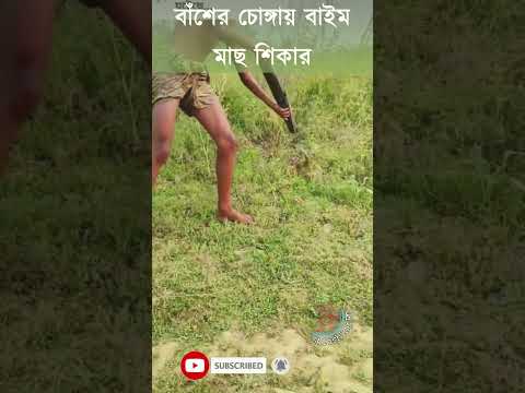 বাইম মাছ শিকার | বাঁশের চোঙা দিয়ে মাছ শিকার | Eel Fishing | #eelfishing #fishingshorts #shorts