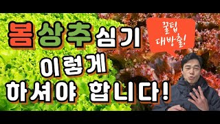 쉬우면서도 까다롭다!! 알아야할 것도 많다! 상추재배에 관한 모든꿀팁! 봄상추재배방법~ #상추 #상추키우기 #상추심기