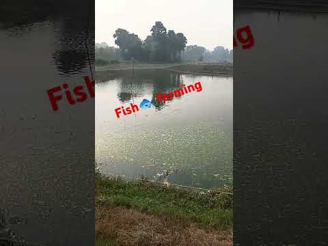 #shorts  fish 🐟 farming! #trending #song #ytshorts #fishing #farming