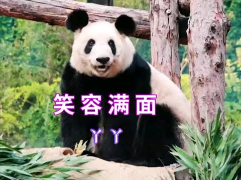 现在笑容满面的长公主丫丫，真的是！我都不敢认了！#大熊猫丫丫 #大熊猫丫丫现状 #我们的熊猫宝宝被很多人爱着 #萌到爆炸