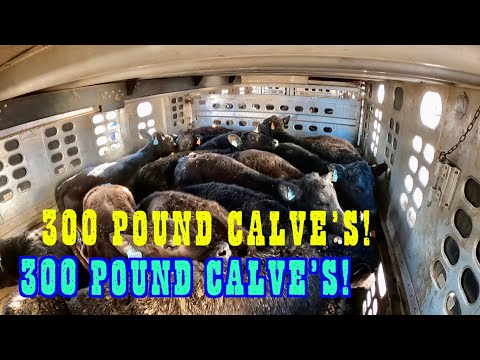 Unloading 300 pound calves (W/ Commentary, New Edit Style) Ep.30