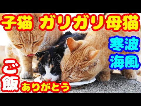 極寒 海風が強い日に子猫と母猫にご飯をあげると・・・ さくらねこの母猫と子猫への給餌 リリー親子