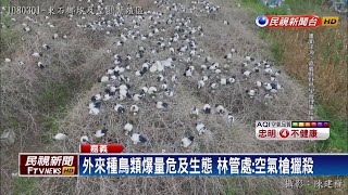 非洲外來種鳥類爆量危及生態 林管處獵殺－民視新聞