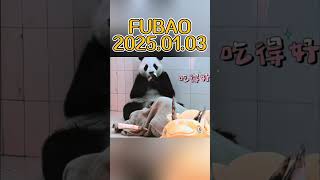 FUBAO 2025.01.03 #pandachina #cute #chinapanda #cutepanda #panda #animals