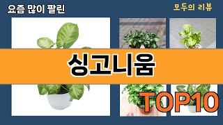 가장 많이 팔린 싱고니움 추천 Top10!