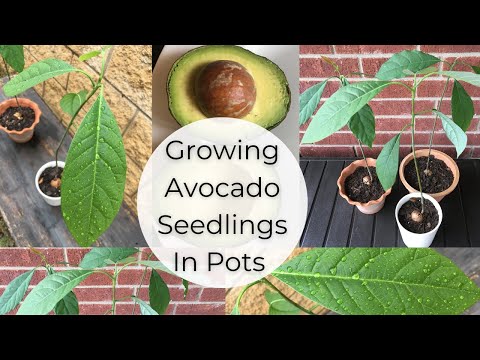 DIY Avocado Seedlings / Potting Avocado Trees / Rainy Day House Plant How To / Used Planter Pot Haul