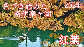 色づき始めた南伊奈ヶ湖の紅葉 2024 南アルプス市 | Autumn leaves on Minamiina Lake are starting to change color ｜山梨観光スポット