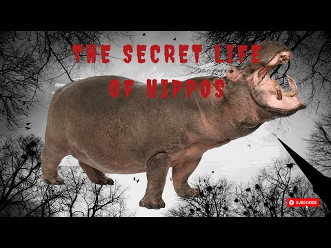 The Secret Life of Hippos: Amazing Facts About Their Daily Life, Habits, and More! - Animal Kingdom