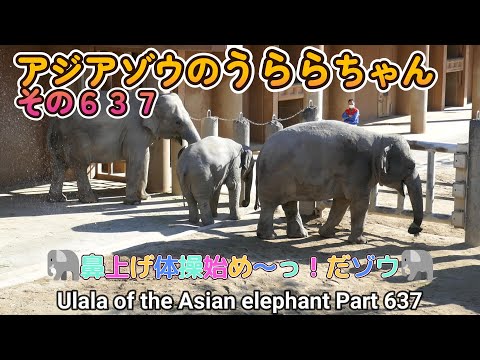 アジアゾウのうららちゃん（６３７）🐘鼻上げ体操始め～っ！だゾウ🐘（東山動植物園）Ulala of the Asian elephant Part 637