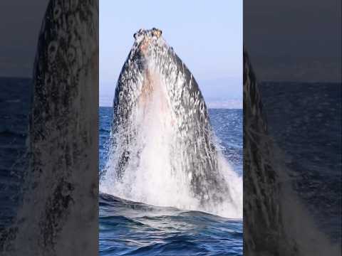 An ocean giant explodes from the depths in San Diego! #whale #viral