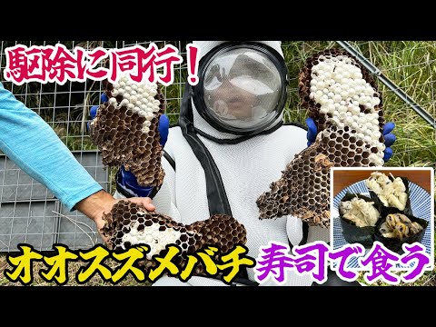 駆除に同行！オオスズメバチを寿司で食う