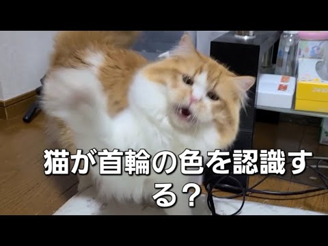 「猫が首輪の色を認識する！そのメカニズムとは？」【猫の豆知識】