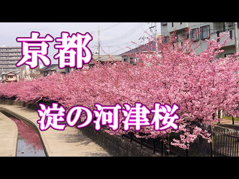 【4K 京都桜🌸 満開淀水路の河津桜】2023年満開を迎えていました