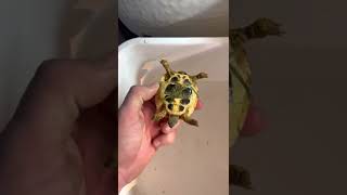 Welcoming home a baby tortoise