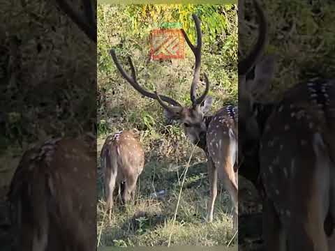 ಊಟಿ ಬಂಡೀಪುರ ದಕ್ಷಿಣದ ಕಾಶ್ಮೀರ | ooty bandipura is the second Kashmir of INDIA