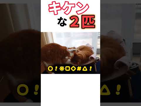 ※音を出して聞いてみて。わるねこ兄弟のケンカ。 #shorts #猫 #cat #ねこ