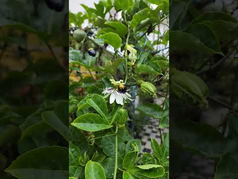 Bee in ma home 🏡 #bee #helicopter #slowmotion #home #passionfruit #kerala #garden #honey