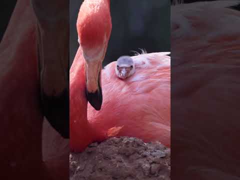 Caribbean flamingo chicks are hatching!