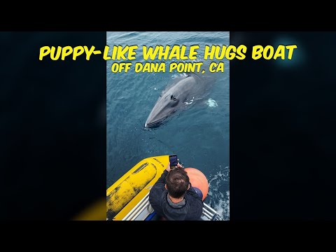 Puppy-Like Whale Hugs Whale Watching Boat