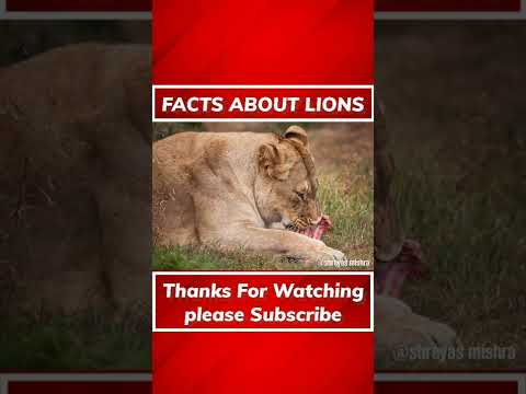 Amazing facts about Lions #Newfacts2022 #Todayfacts #Intrestingfacts #shorts #ytshorts #part_2