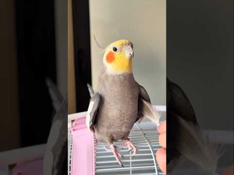 Adorable Cockatiel Larry's Cute Singing Moments #cockatielscraze #birdsinging #cutepets