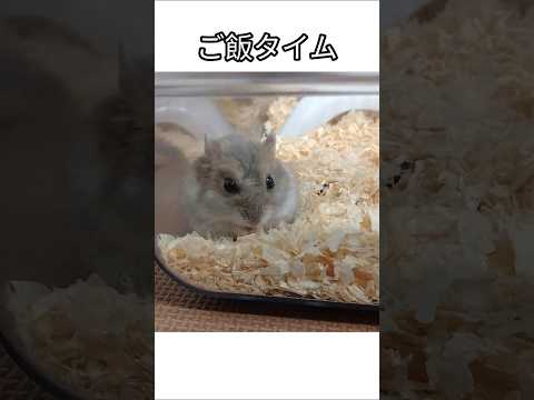 おかわりが可愛いハムスター（ピク）#ハムスター #かわいい #hamsters #可愛い #おかわり#ご飯 #cute