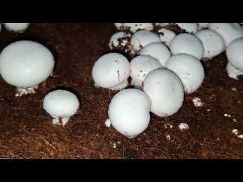 Mushroom farming mai paani kesi deteh hai aur Kab dete hai #Mushroom