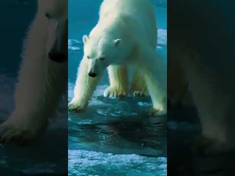 "Playful Polar Bear: Joy in the Snow" #junglewildlife #facts #fascinatingwildlife