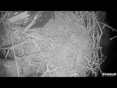 Southwest Florida Eagle Cam - Cam 4K