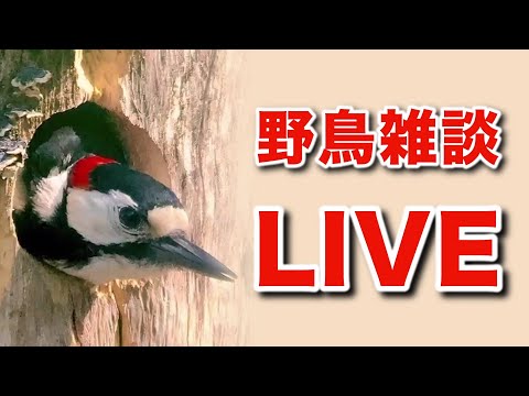 No.７ 鳥探しチャンネル  忘年会　野鳥の雑談LIVE