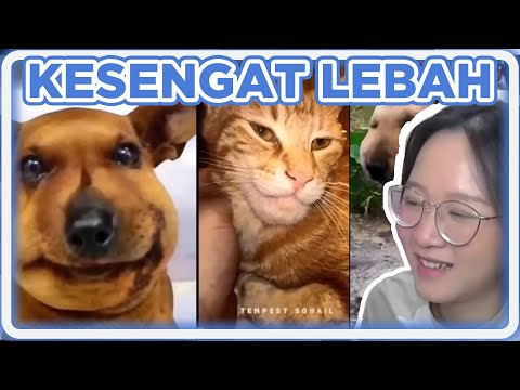 Perbedaan Anjing dan Kucing Habis Disengat Lebah