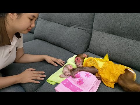 Mom was surprised by Kobi warm actions when taking care of the poor baby monkey