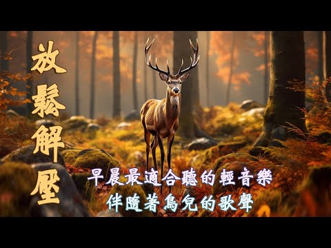 【無廣告】適合早晨的音樂☀️,清脆的鳥叫聲🐦 - 放鬆音樂,鋼琴音樂,療癒音樂,純音樂,輕音樂,早晨音樂