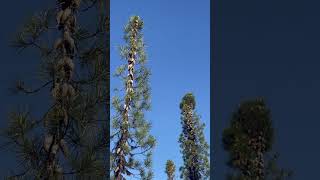 Knobcone Pines on Mungers Butte in Williams Oregon