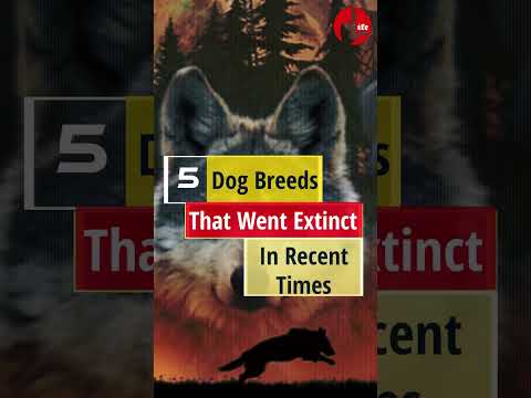 5 Extinct Dog breeds