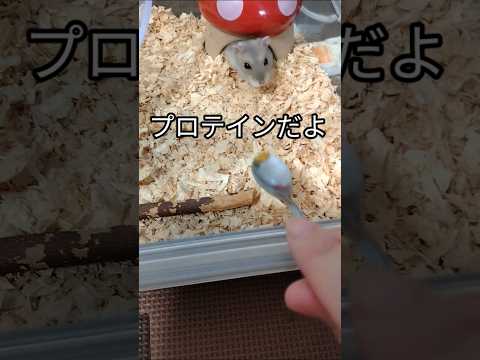 ハムスター用プロテイン（ピク）#ハムスター #hamsters #プロテイン#cute #可愛い#癒し