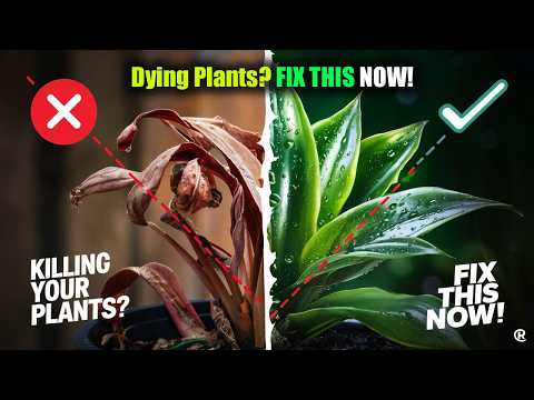 Why Your Plants Are Dying and How to Fix It