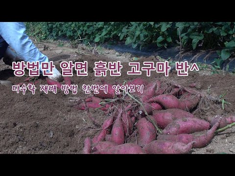 [많이 달리는 이유 있는 고구마 몰아보기]알면 흙 반 고구마 반 다수확 하는 재배방법