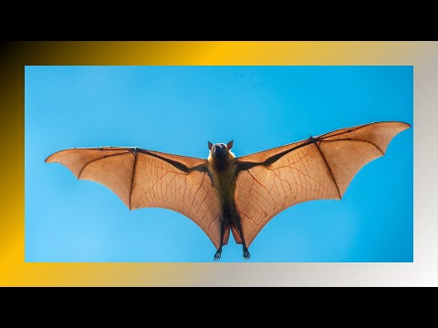 Discovering the Enigmatic Flying Fox: Nature’s Fascinating Megabat!