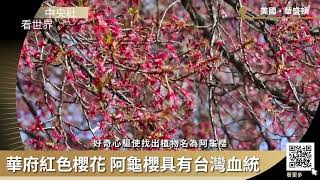 華府紅色櫻花 阿龜櫻具有台灣血統｜中央社看世界